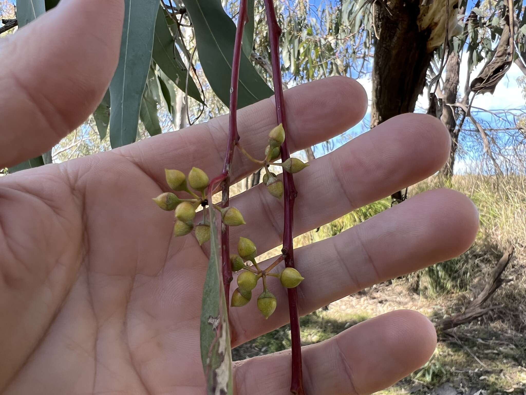 Слика од Eucalyptus camaldulensis subsp. acuta Brooker & M. W. Mc Donald