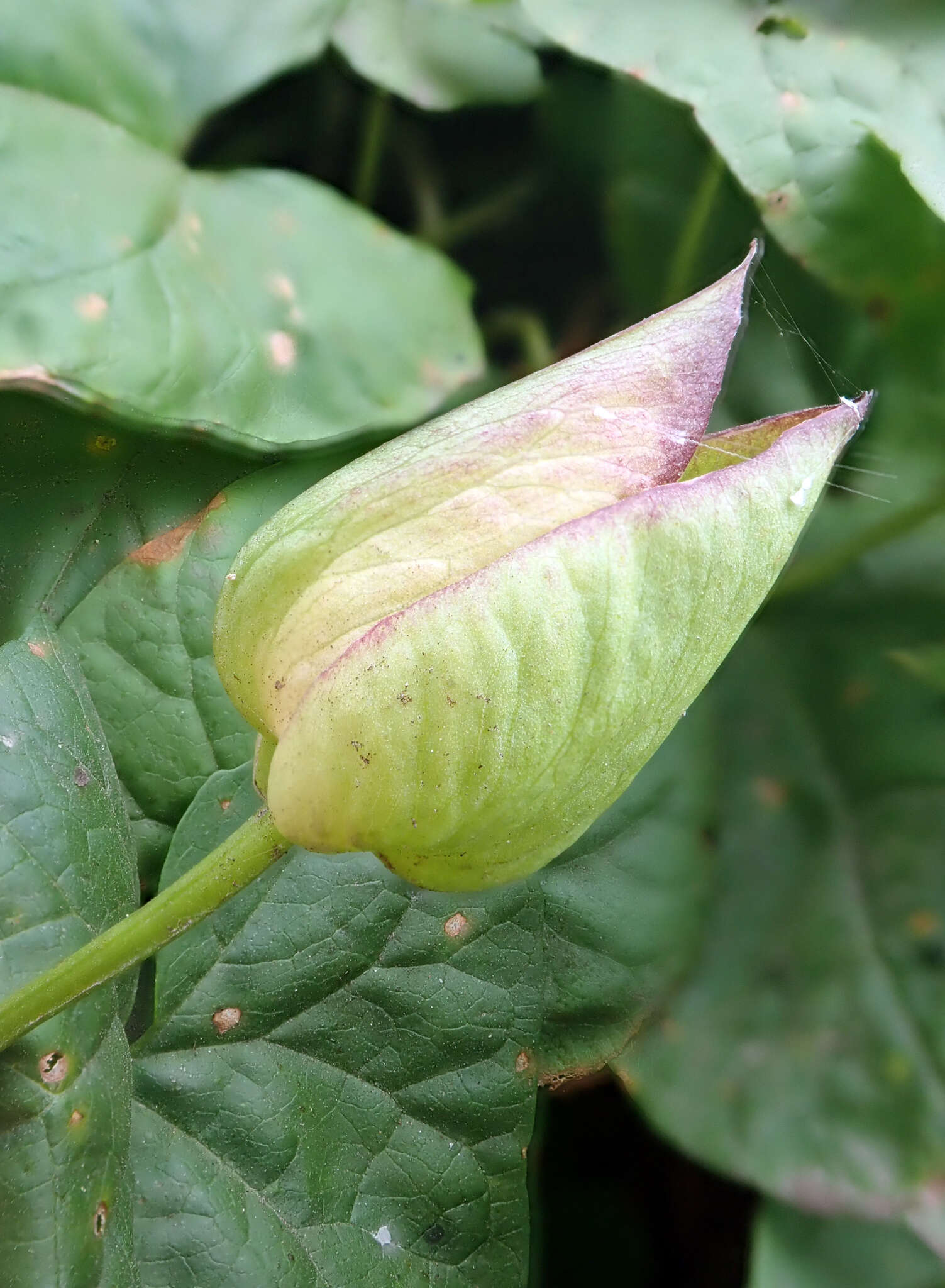 Image de Calystegia silvatica subsp. disjuncta R. K. Brummitt