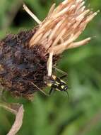 Image of Grypocoris stysi (Wagner 1968)