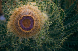 Image of Cirsium nivale (Kunth) Sch. Bip.