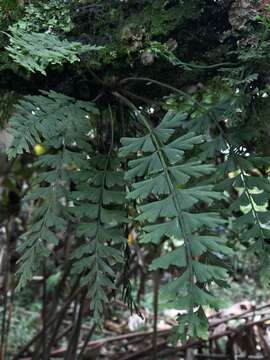 Image of Asplenium praemorsum Sw.