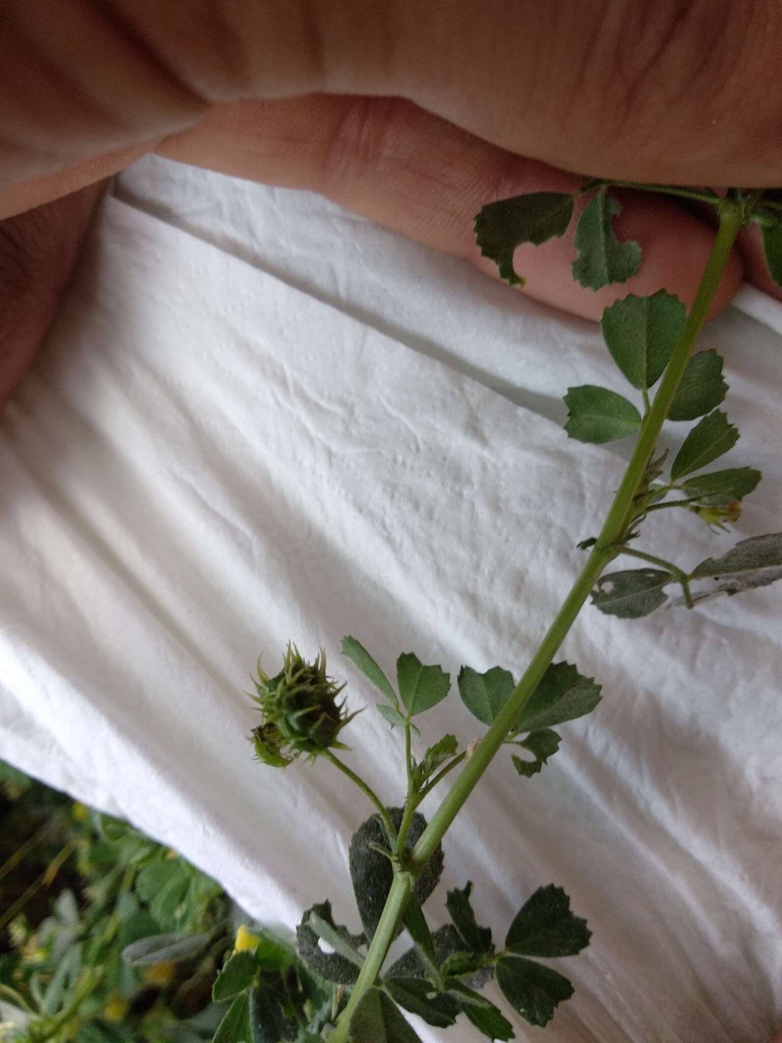 Image of Tifton burclover