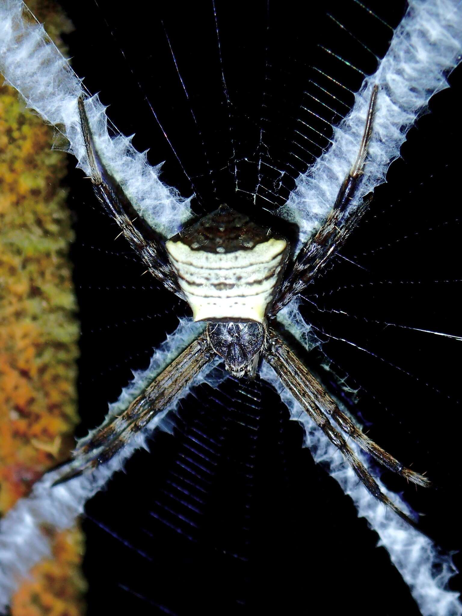 Image of Argiope doleschalli Thorell 1873