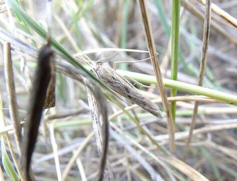 Image of Woolly Grass-veneer Moth