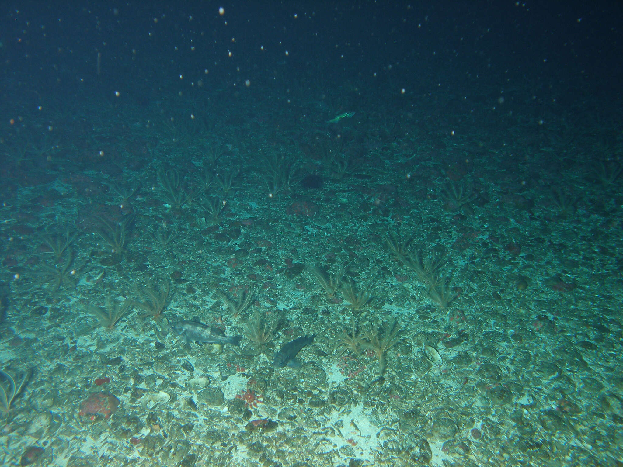 Image of Widow rockfish