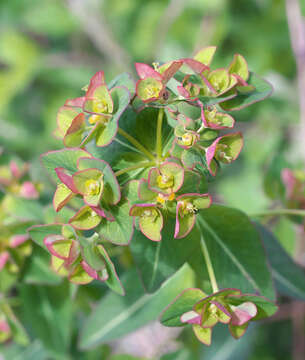 Sivun Euphorbia pekinensis subsp. pekinensis kuva