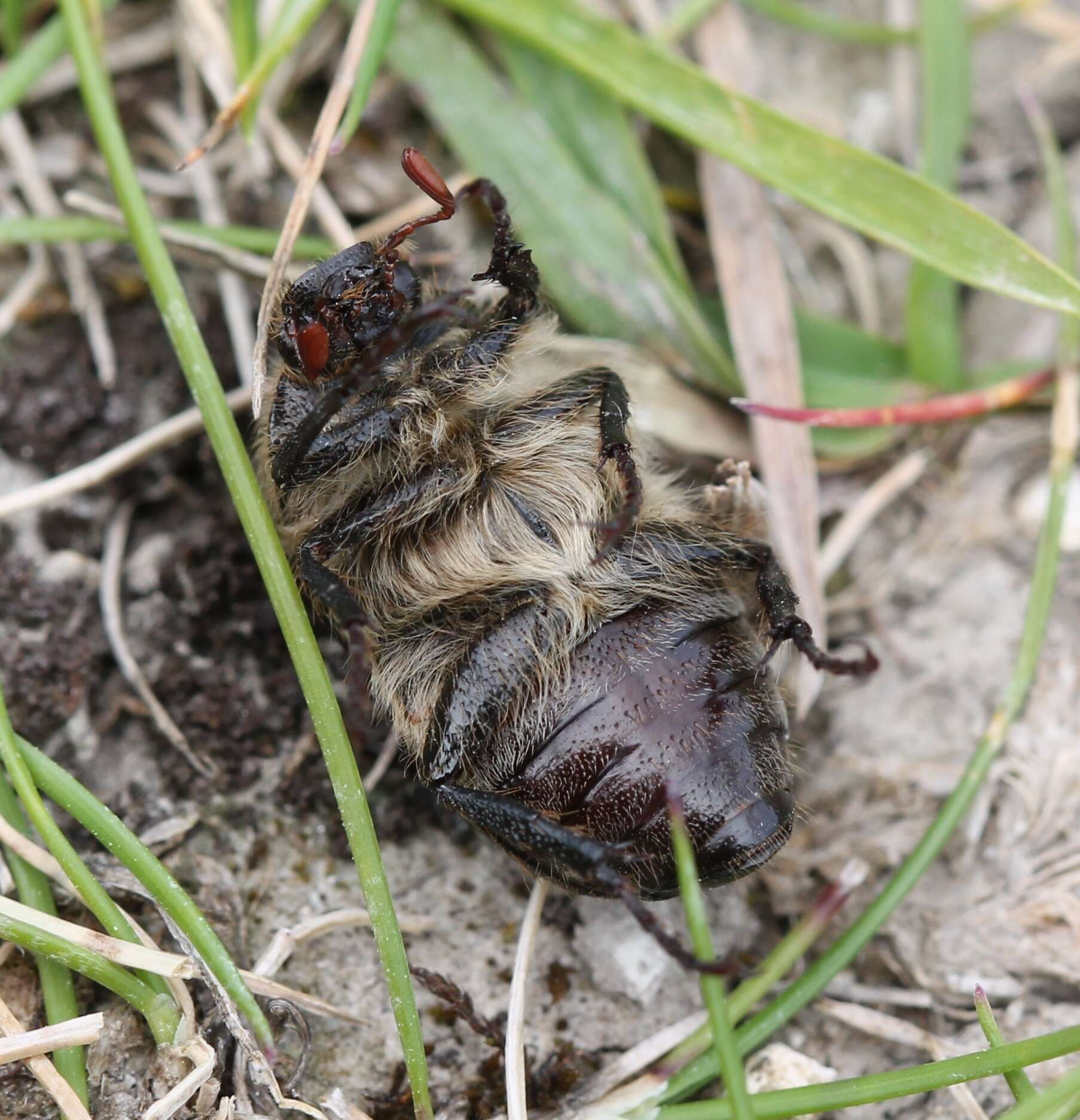 Sivun Amphimallon atrum (Herbst 1790) kuva