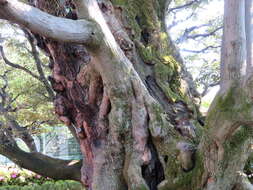 Слика од Castanopsis sieboldii (Makino) Hatus.