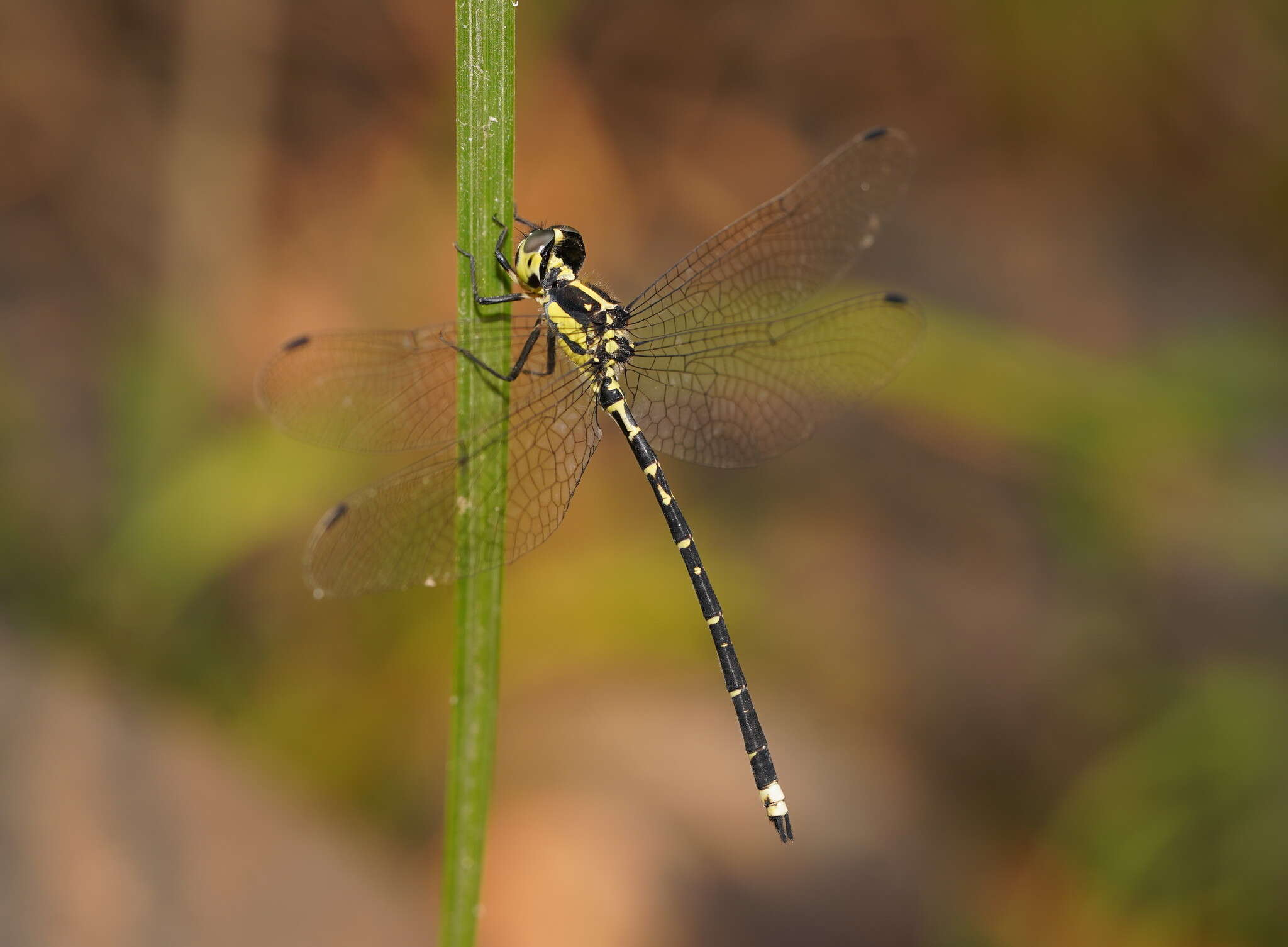 Image of Choristhemis Tillyard 1910