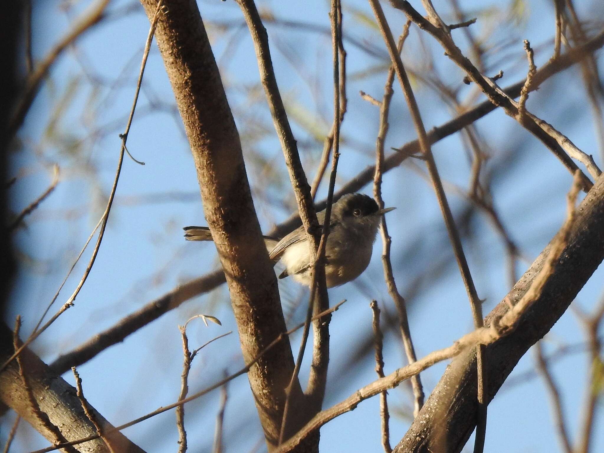 Image of Black-capped Gnatcatcher