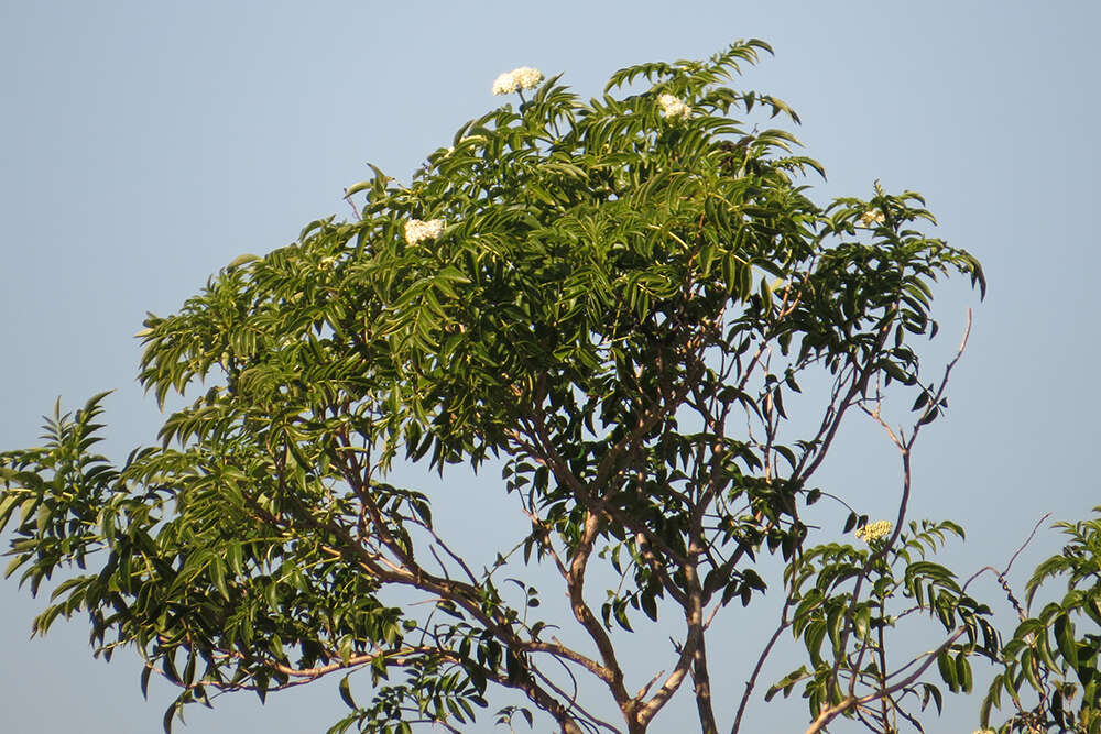 Image of Sambucus australis Cham. & Schltdl.