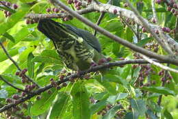 Image of Treron formosae medioximus (Bangs 1901)