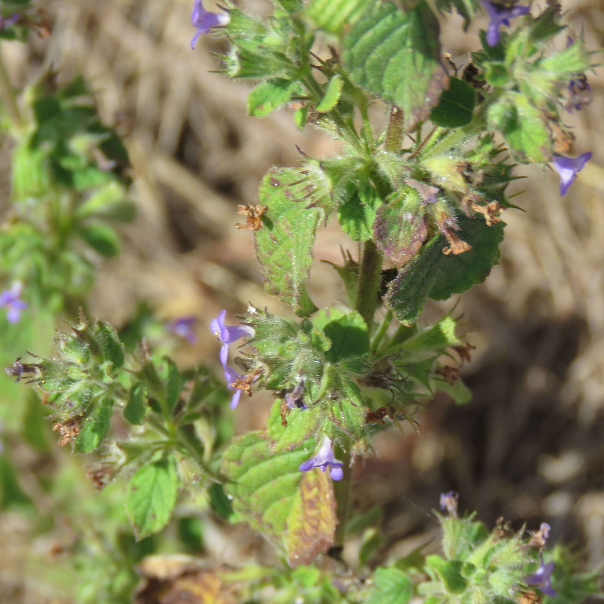 Image of Pignut