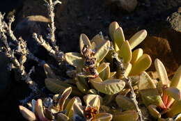 Image of Hartmanthus pergamentaceus (L. Bol.) S. A. Hammer