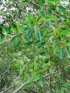 Image of Large-fruited fig