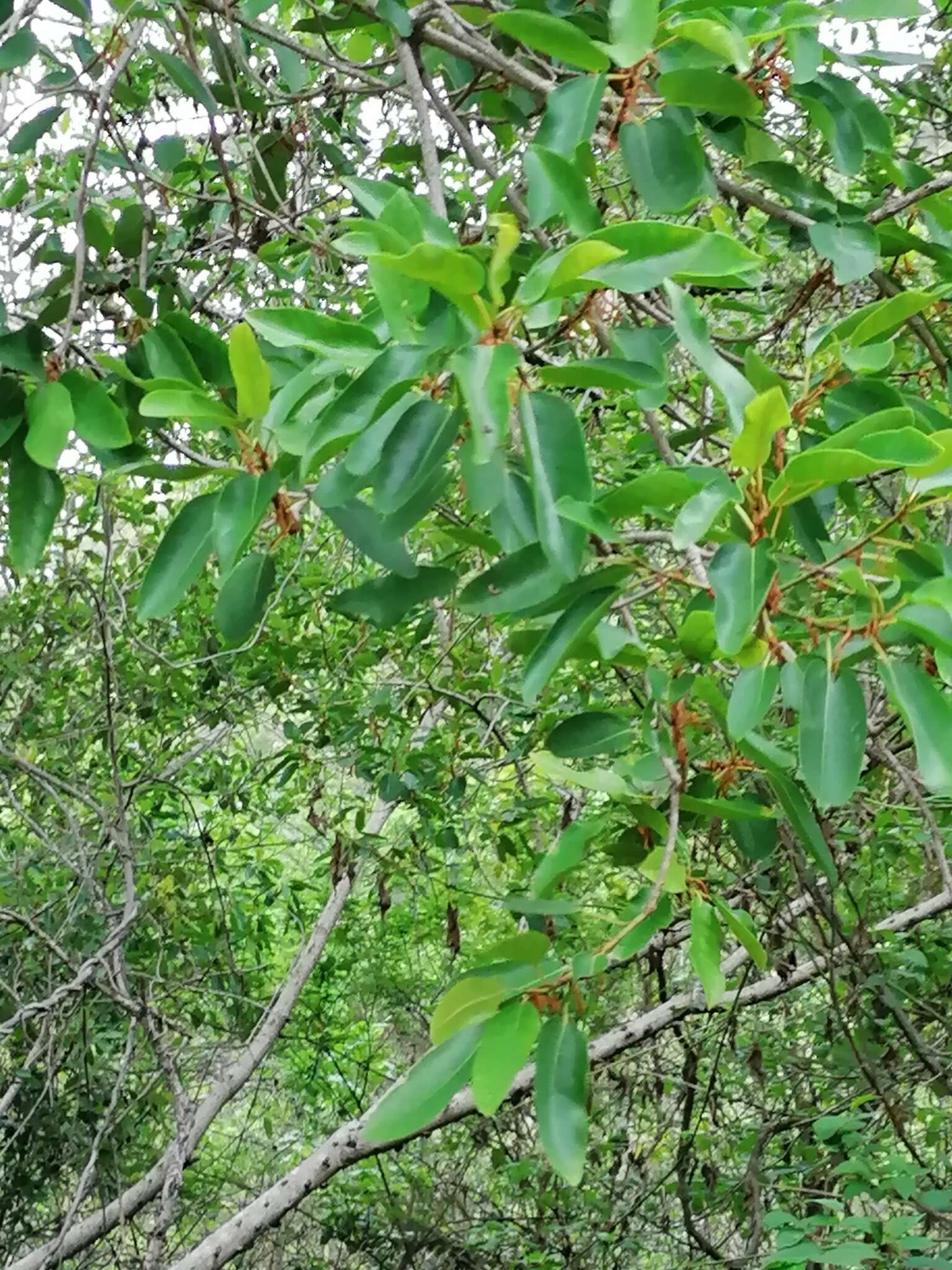 Image of Large-fruited fig