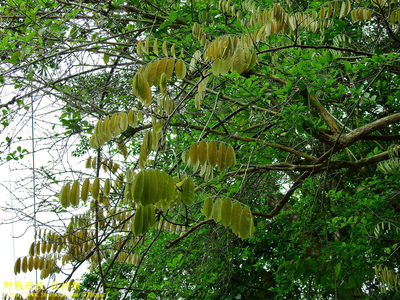 Imagem de Millettia pachycarpa Benth.