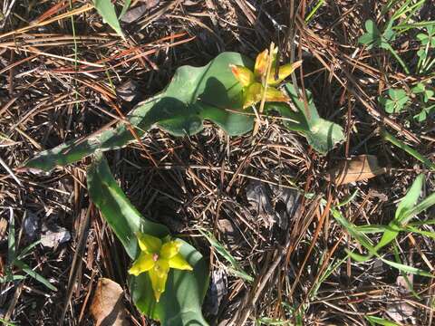 Imagem de Lachenalia reflexa Thunb.