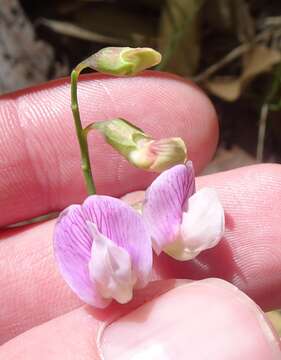 Image of Common Sweet Pea