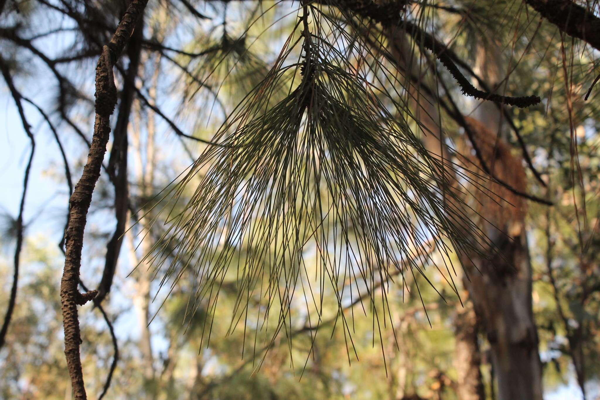 Image de Pinus oocarpa Schiede ex Schltdl.