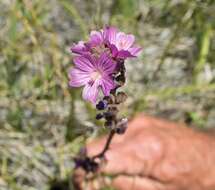 Image of birdfoot checkerbloom