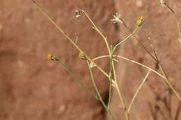 Image of Osteospermum vaillantii (DC.) Norlindh