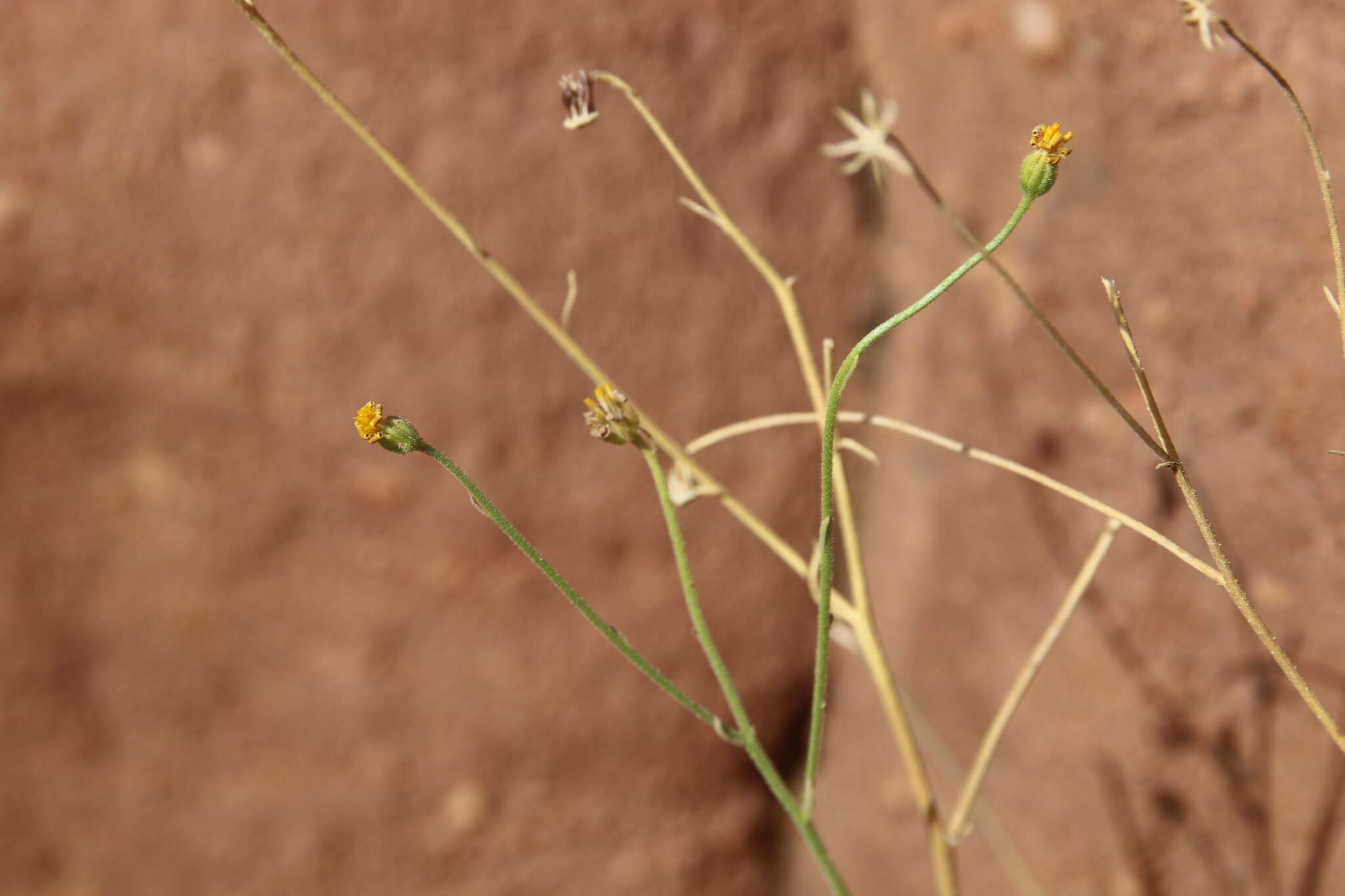 Image of Osteospermum vaillantii (DC.) Norlindh