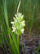 Dactylorhiza incarnata subsp. ochroleuca (Wüstnei ex Boll) P. F. Hunt & Summerh. resmi