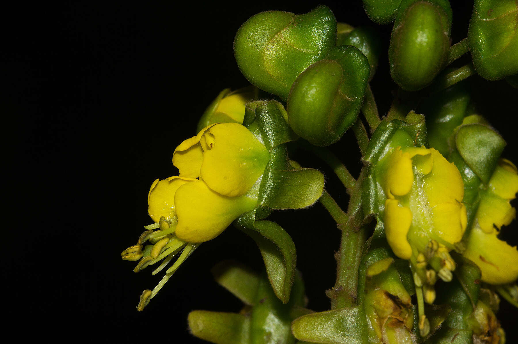 Plancia ëd Caesalpinia angolensis (Oliv.) Herend. & Zarucchi