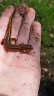 Image of Southern Two-lined Salamander