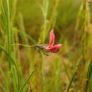 Image of Psoralea implexa C. H. Stirt.