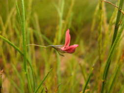 Psoralea implexa C. H. Stirt.的圖片