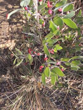 Image of Manzanita Leaf Gall Aphid