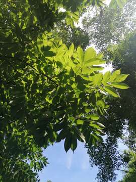 Image of Bursera jerzyi Medina