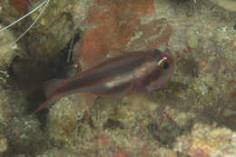 Image of Obliquebanded cardinalfish