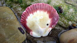 Image of Australian scallop