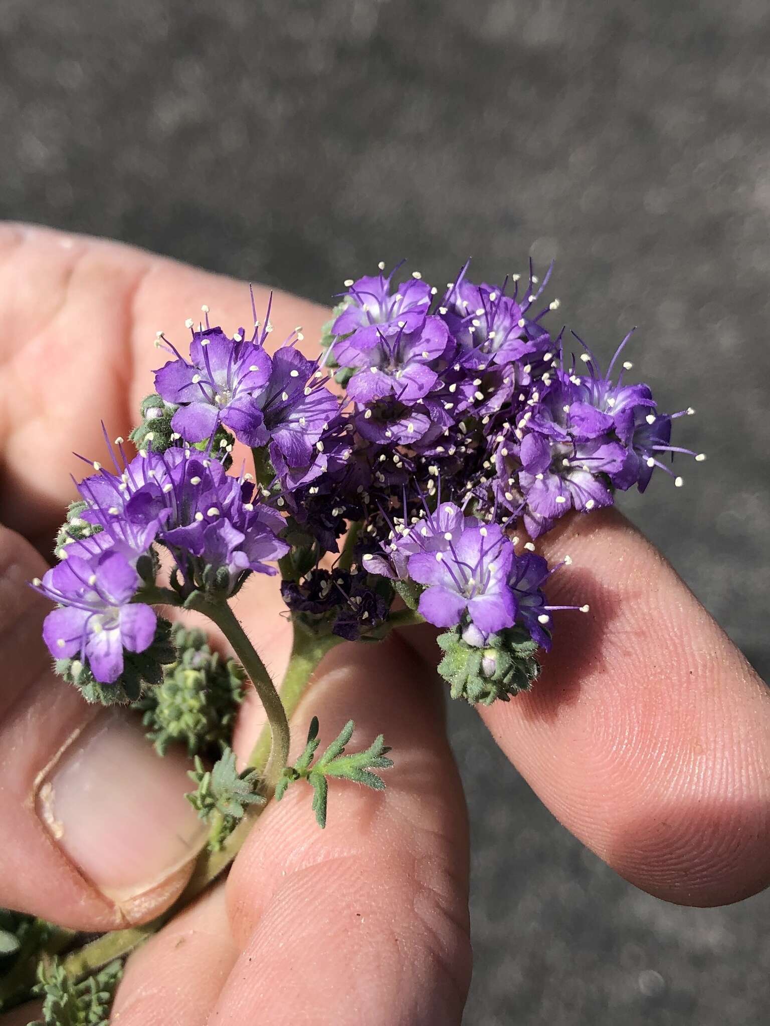 Image of Pope's phacelia