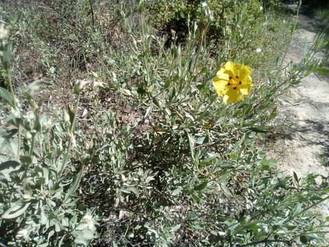 Image of Halimium halimifolium subsp. halimifolium