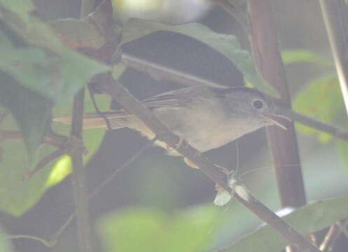 Image of Mountain Fulvetta