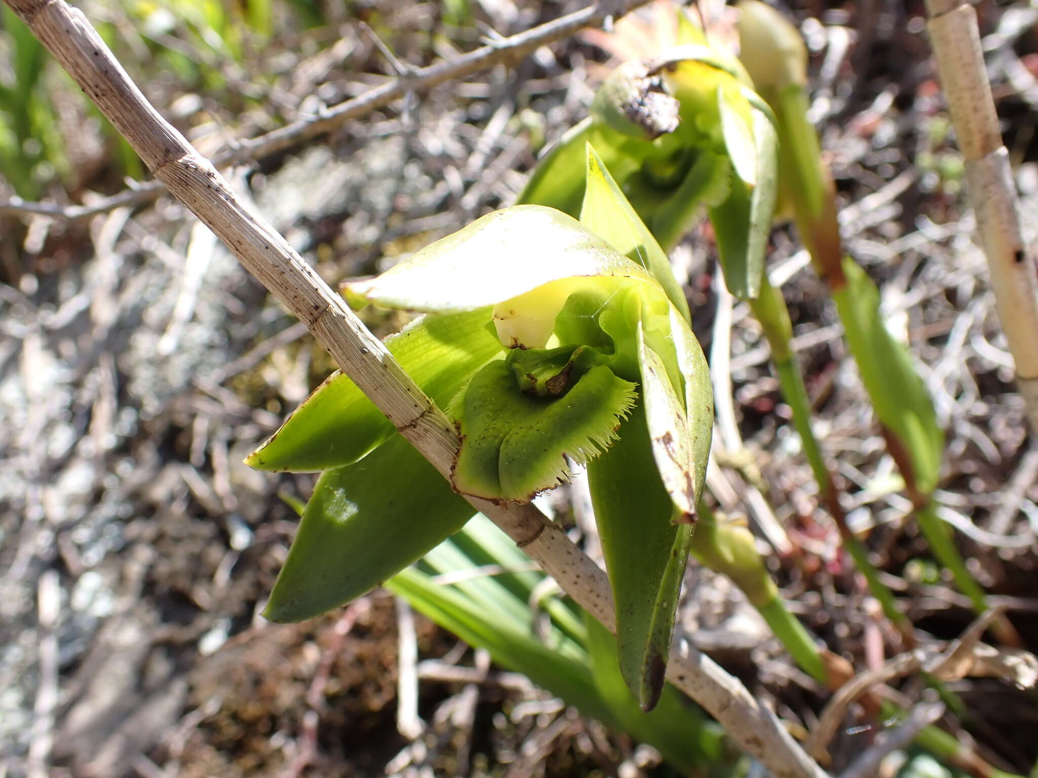 Image of Sudamerlycaste locusta (Rchb. fil.) Archila