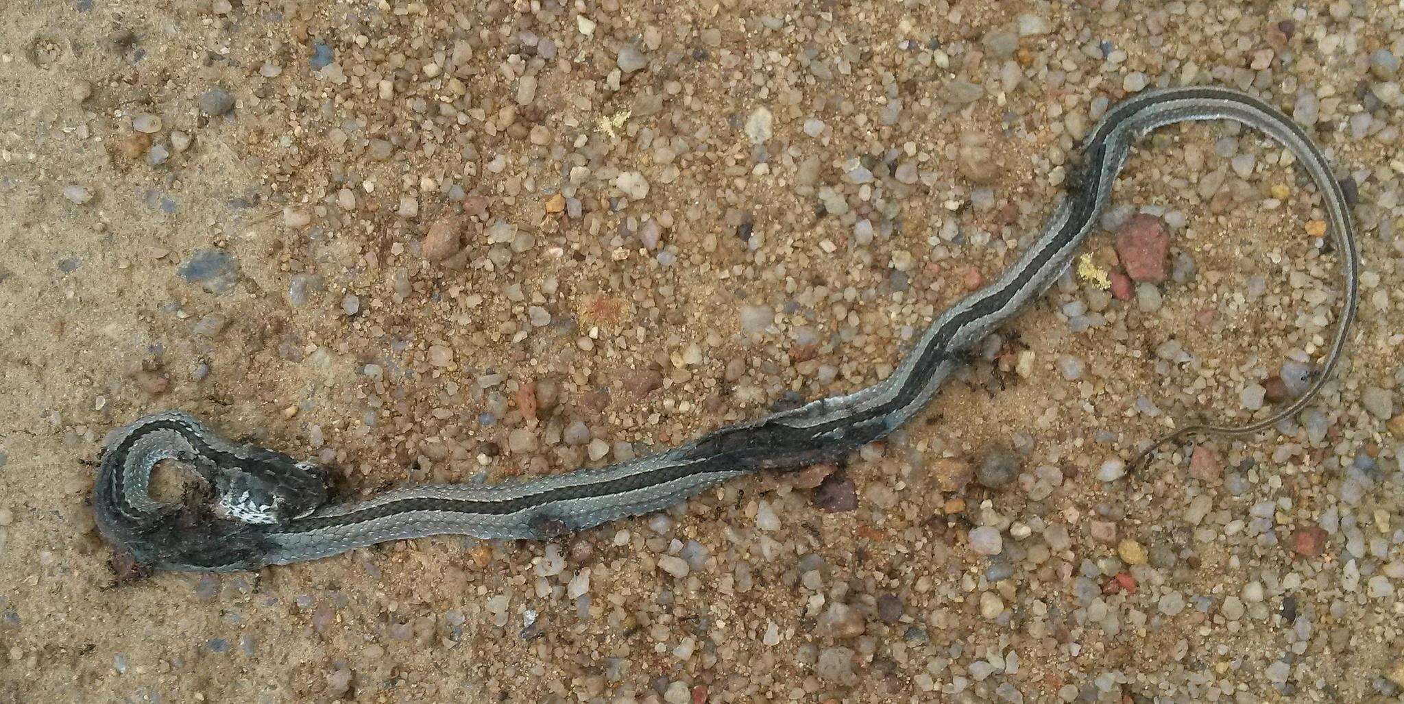 Image of Cross-marked Or Montane Grass Snake