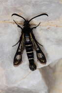 Image of Pyropteron aistleitneri (Spatenka 1992)