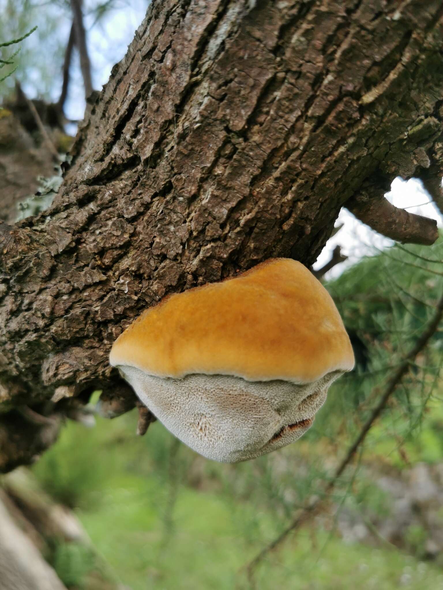 Image of Inocutis tamaricis (Pat.) Fiasson & Niemelä 1984