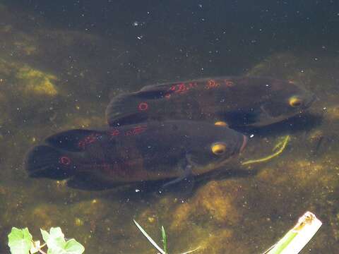 Imagem de Astronotus ocellatus (Agassiz 1831)