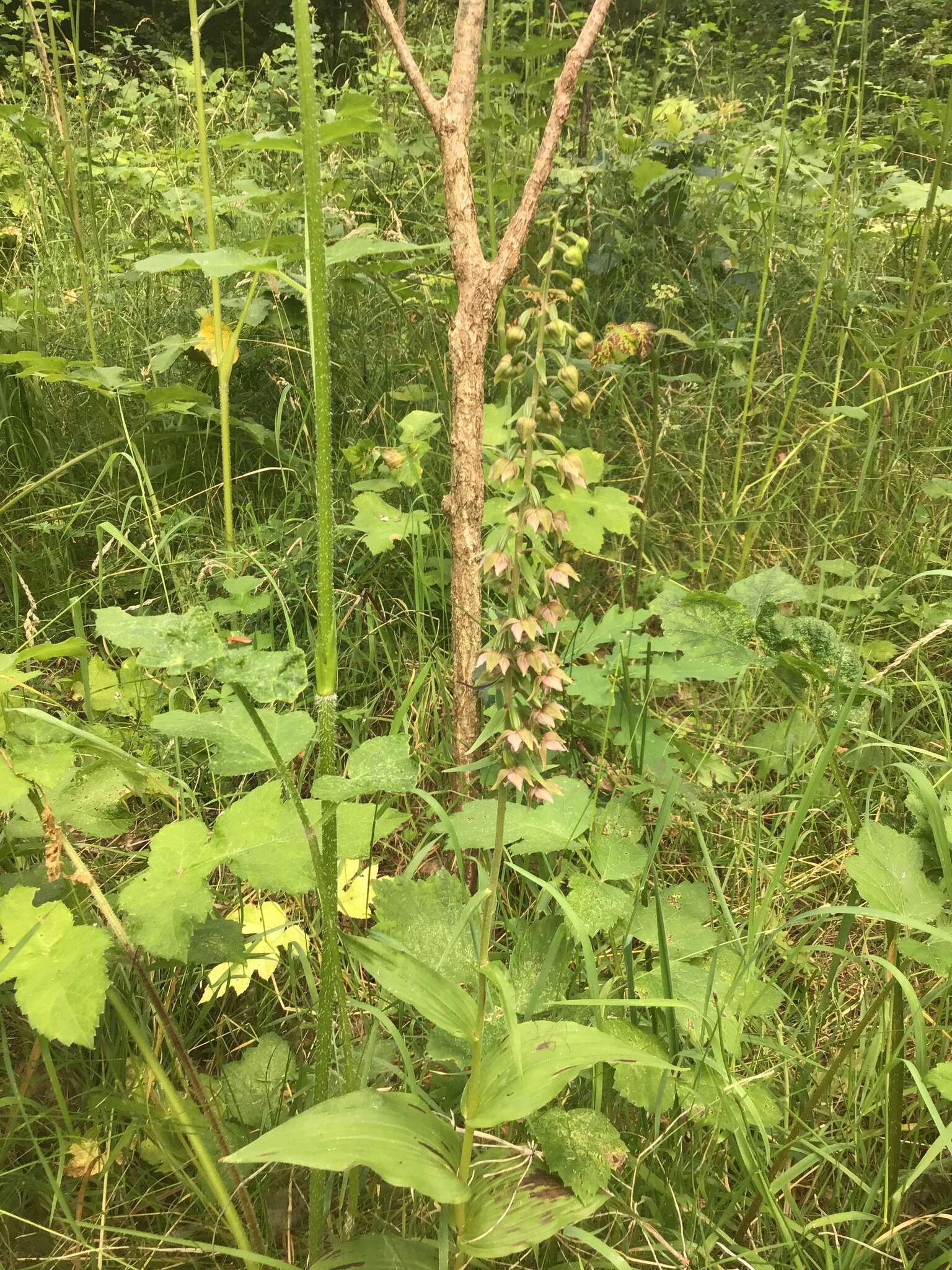 Image of Young's helleborine