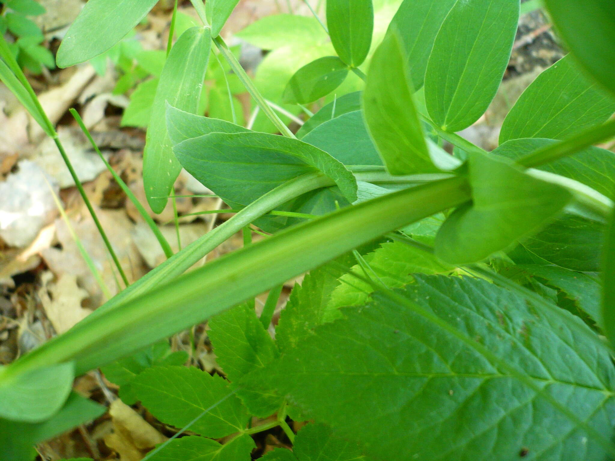 Image of Lathyrus pisiformis L.