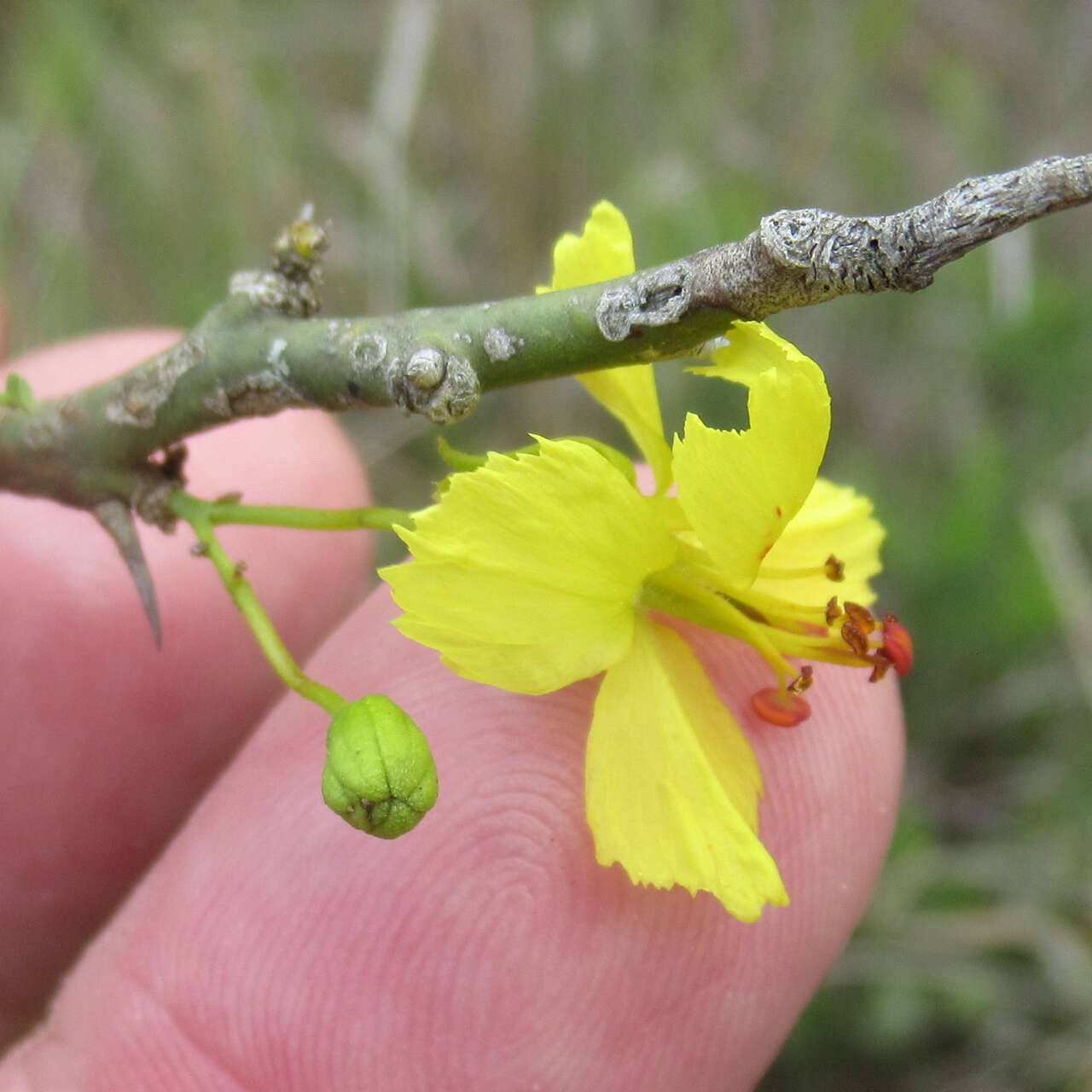 Image of Texas paloverde