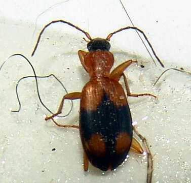 Imagem de Agonum (Olisares) quadrimaculatum (G. Horn 1885)