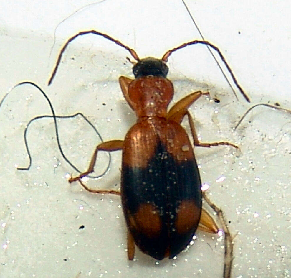 Sivun Agonum (Olisares) quadrimaculatum (G. Horn 1885) kuva