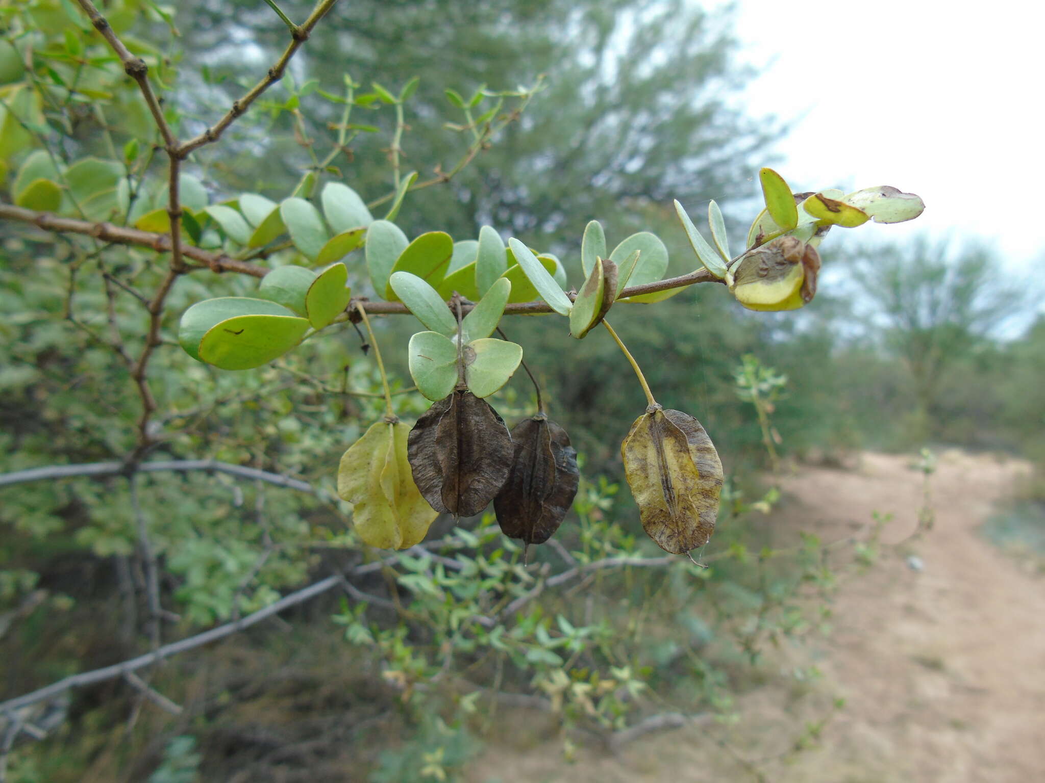 Sivun Bulnesia foliosa Griseb. kuva